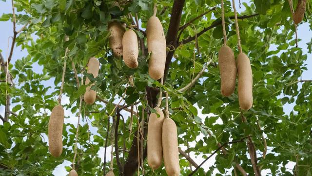 会长满“香肠”的树：可以直接食用一根VR彩票就管饱！(图1)